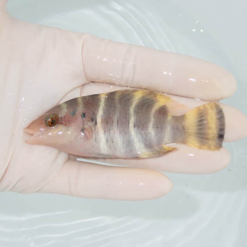 【現物563】ヤシャベラ 8.5cm±! 海水魚 ベラ !15時までのご注文で当日発送