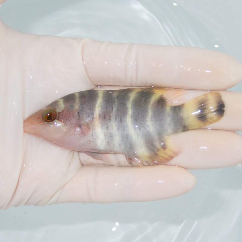 【現物564】ヤシャベラ 8.5cm±!までのご注文で当日発送
