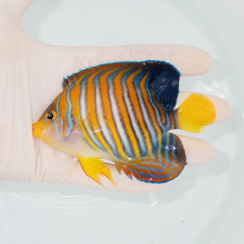 【現物566】ニシキヤッコ 10.5cm±!海水魚 ヤッコ15時までのご注文で当日発送