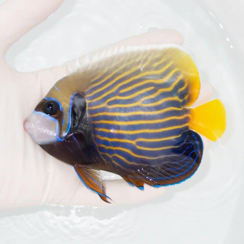 【現物568】タテジマキンチャクダイ 12cm±!海水魚 ヤッコ  15時までのご注文で当日発送