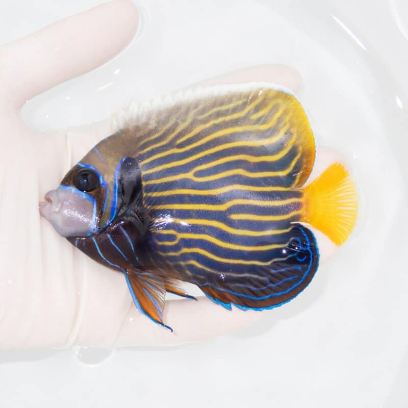 【現物569】タテジマキンチャクダイ 12cm±!海水魚 ヤッコ  15時までのご注文で当日発送