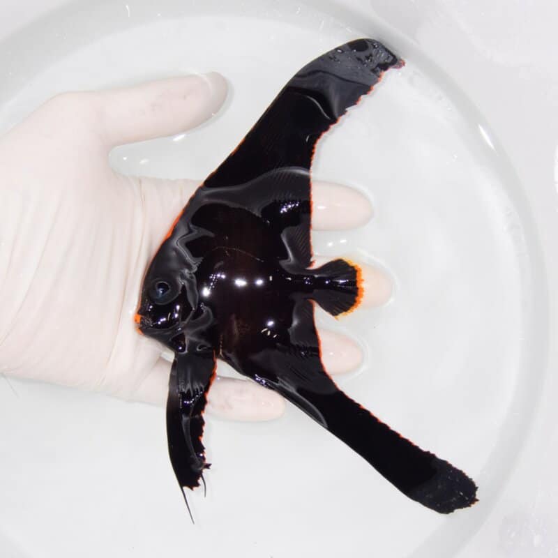 【現物570】アカククリ 9.5cm±! 海水魚 ハギ !15時までのご注文で当日発送【ハギ】
