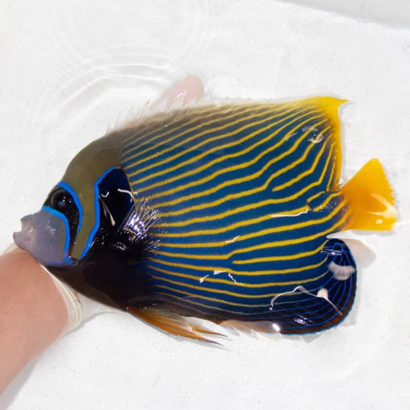 【現物571】タテジマキンチャクダイ 23cm±!海水魚 ヤッコ  15時までのご注文で当日発送