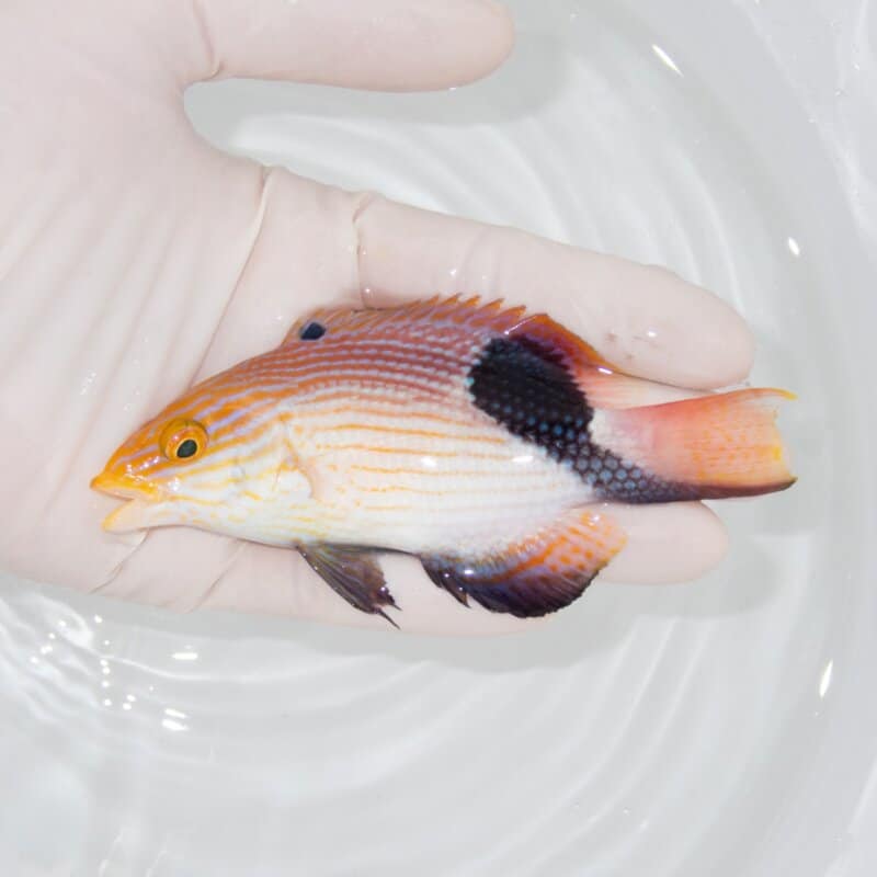 【現物572】ヒレグロベラ 11.5cm±! 海水魚 ベラ !15時までのご注文で当日発送