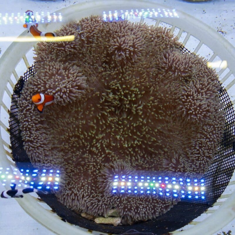 【現物573】ハタゴイソギンチャク 21-23cm±!15時までのご注文で当日発送