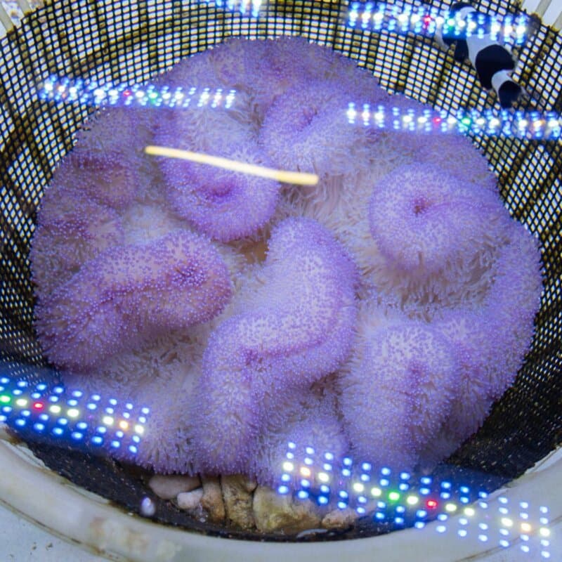【現物574】ハタゴイソギンチャク セミパープル 20-22cm±!15時までのご注文で当日発送