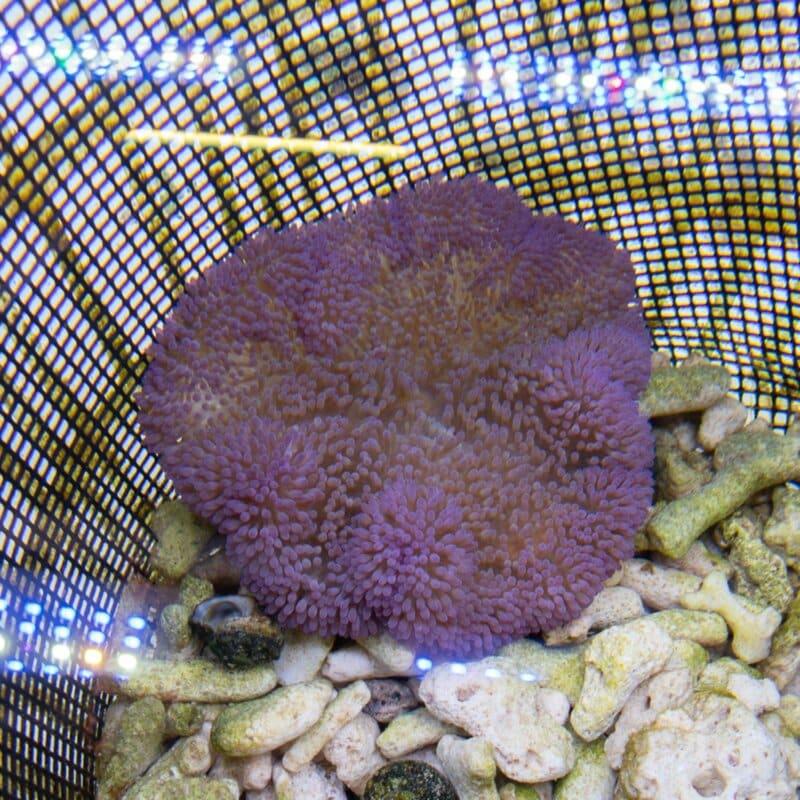 【現物575】ハタゴイソギンチャク パープル 8-10cm±!15時までのご注文で当日発送