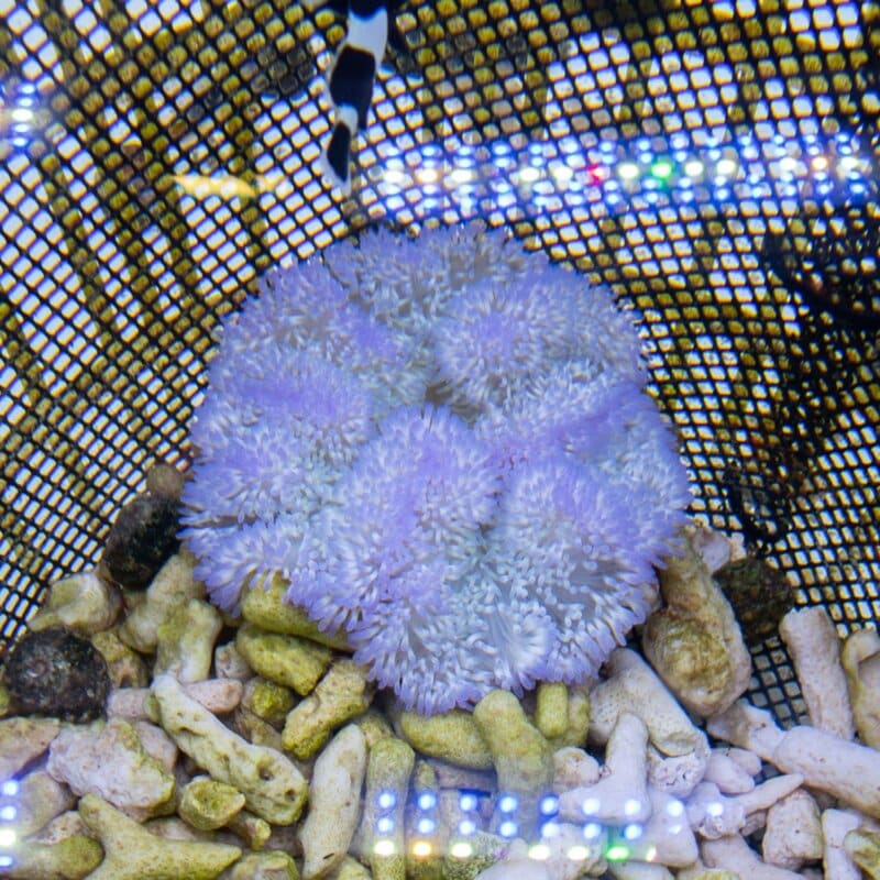 【現物576】ハタゴイソギンチャク セミブルー 7-9cm±!15時までのご注文で当日発送
