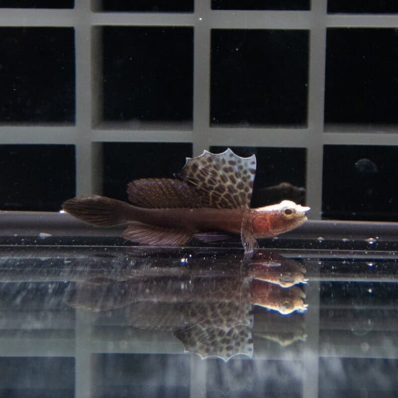 【現物577】ホタテツノハゼ 3cm±!海水魚 ハゼ 15時までのご注文で当日発送
