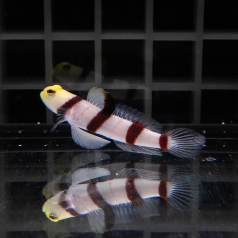 【現物578】ドラクラシュリンプゴビー 4.5cm±  !海水魚 ハゼ 15時までのご注文で当日発送