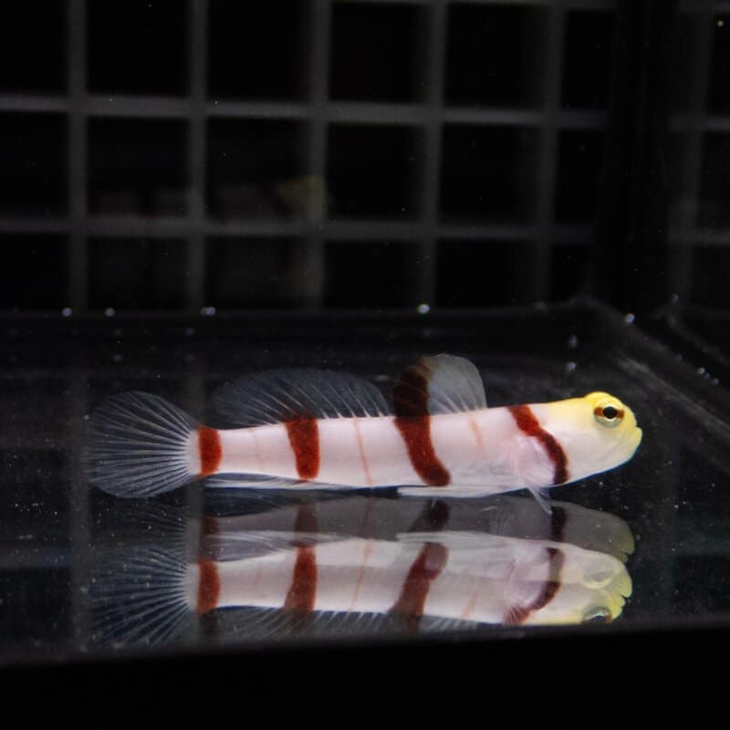 【現物579】ドラクラシュリンプゴビー  4.5cm  !海水魚 ハゼ15時までのご注文で当日発送