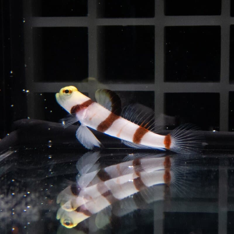 【現物580】ドラクラシュリンプゴビー 3cm±!海水魚 ハゼ 15時までのご注文で当日発送