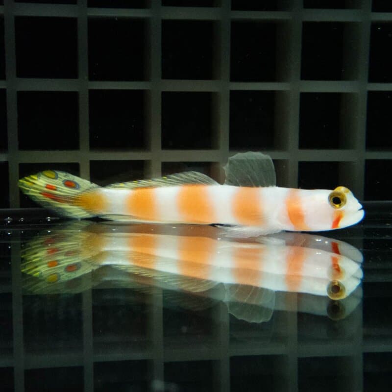 オーロラゴビー 4-6cm± ! 海水魚 ハゼ 15時までのご注文で当日発送