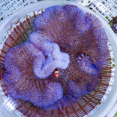 八重山ミドリイシ個体販売 | 海水魚通販はアクアギフト