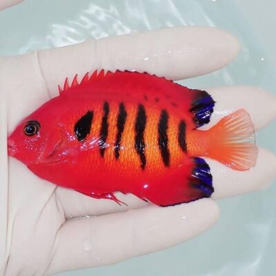 サンゴイソギンチャク レッドの極み | 海水魚通販はアクアギフト