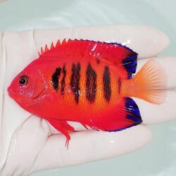 オーバーフロー水槽 90cm – コスパ最高の製品はこれだ！ | 海水魚通販