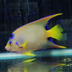 シマヤッコ、スパインチークイエローバンドペア、カクレクマノミ飼い