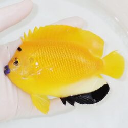 キイロハギbig | 海水魚通販はアクアギフト