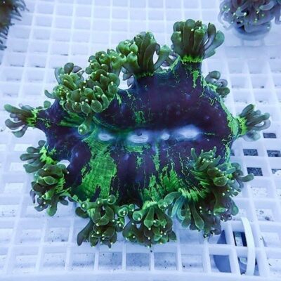 プロテインスキマー購入完全マニュアル：失敗しない選び方のすべて