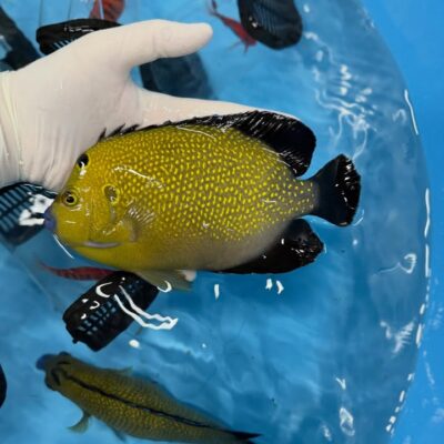 オーバーフロー水槽 90cm – コスパ最高の製品はこれだ！ | 海水魚通販