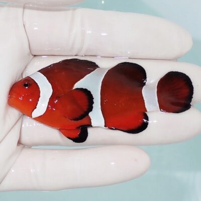 オーバーフロー水槽 90cm – コスパ最高の製品はこれだ！ | 海水魚通販