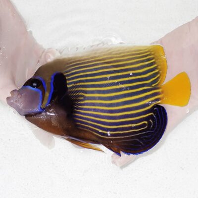 ミドリイシ インドネシアブリードミドリイシ商品アップ完了！ | 生麦海水魚センター