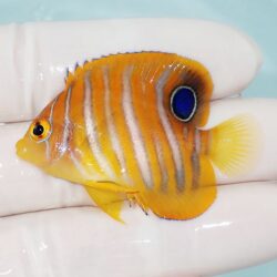 海水魚、サンゴ、ウェーブポンプ(マックススペクト) New water flow pump! Maxspect MJ GF2K [Saltwater fish tank] - YouTube