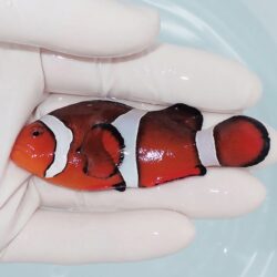 水槽LED照明選びで悩む必要なし、プロショップが開発サンゴ飼育も問題