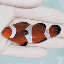 水槽LED照明選びで悩む必要なし、プロショップが開発サンゴ飼育も問題