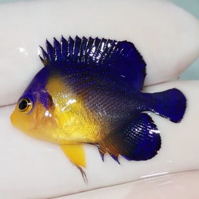 90cmオーバーフロー水槽セット解説