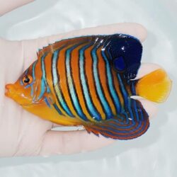 水槽LED照明選びで悩む必要なし、プロショップが開発サンゴ飼育も問題