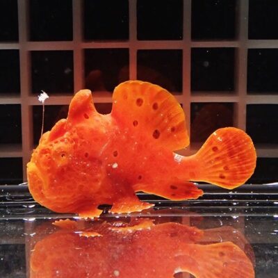 飼育生体に最適な水流を自由自在に作ることができ、コスト最強のアクア