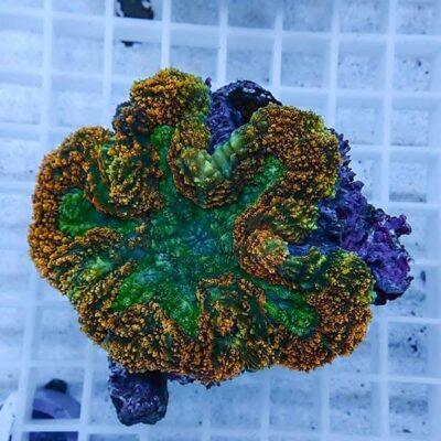 飼育生体に最適な水流を自由自在に作ることができ、コスト最強のアクア