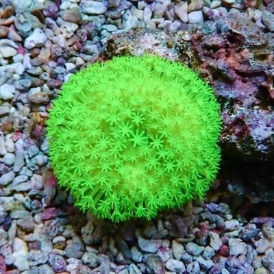 プロテインスキマー一覧・比較｜海水水槽向け アクアギフト