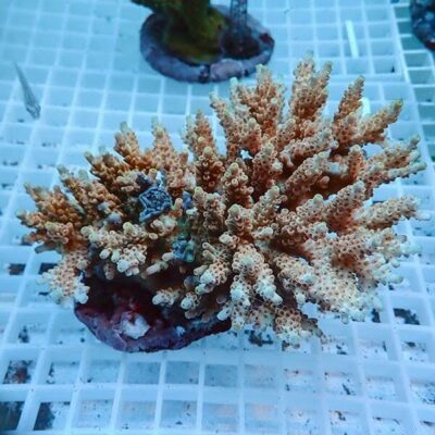プロテインスキマー一覧・比較｜海水水槽向け アクアギフト