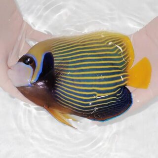 ヒメシャコガイの個体販売 | 海水魚通販はアクアギフト