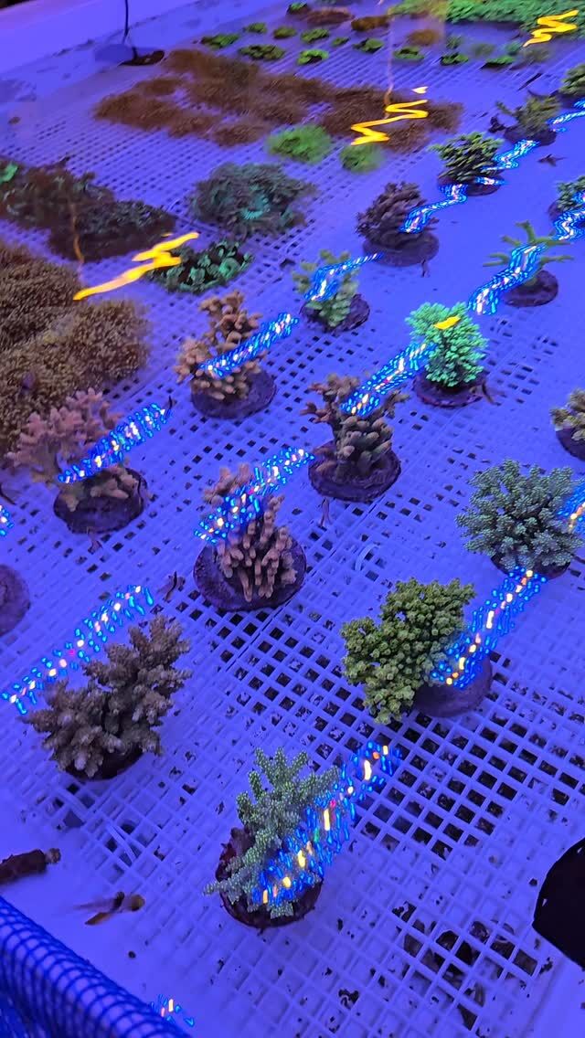 オーバーフロー水槽 90cm – コスパ最高の製品はこれだ！ | 海水魚通販