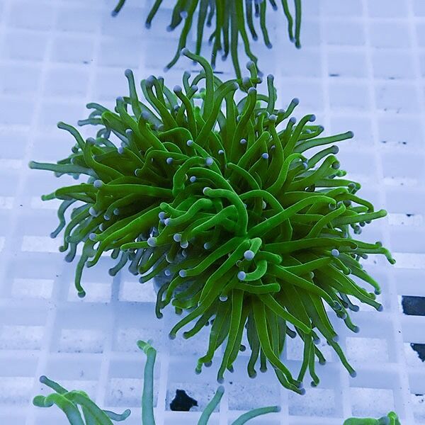 ハタゴイソギンチャク グリーン | 海水魚通販はアクアギフト