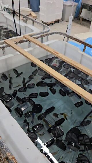 オーバーフロー水槽 90cm – コスパ最高の製品はこれだ！ | 海水魚通販