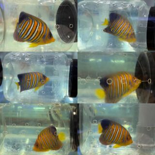 サンゴイソギンチャク レッドの極み | 海水魚通販はアクアギフト