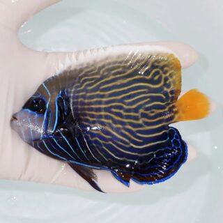 ハタゴイソギンチャク、ブルー、蛍光イエローなど販売開始 | 海水魚