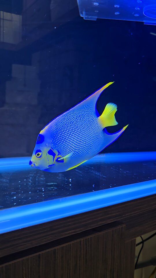 60センチ水槽　オーバーフロー　海水魚　熱帯魚 新規水槽立ち上げ】マメオーバーフローを使用した60cm海水水槽動画⑦
