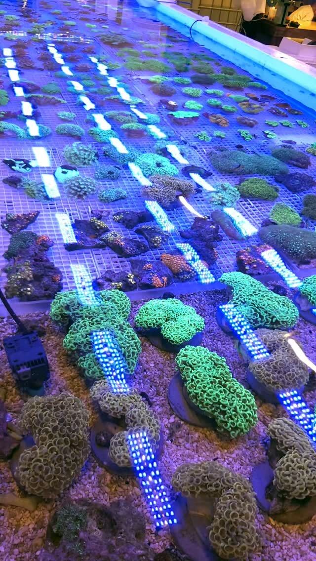 擬岩 人工ライブロック | 海水魚通販はアクアギフト