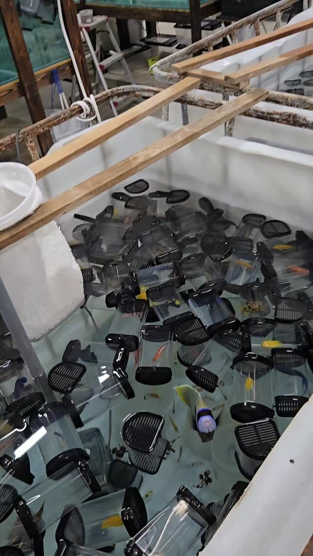 オーバーフロー水槽 90cm – コスパ最高の製品はこれだ！ | 海水魚通販