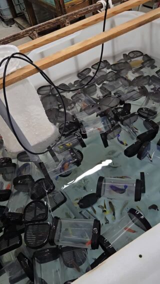 オーバーフロー水槽 90cm – コスパ最高の製品はこれだ！ | 海水魚通販