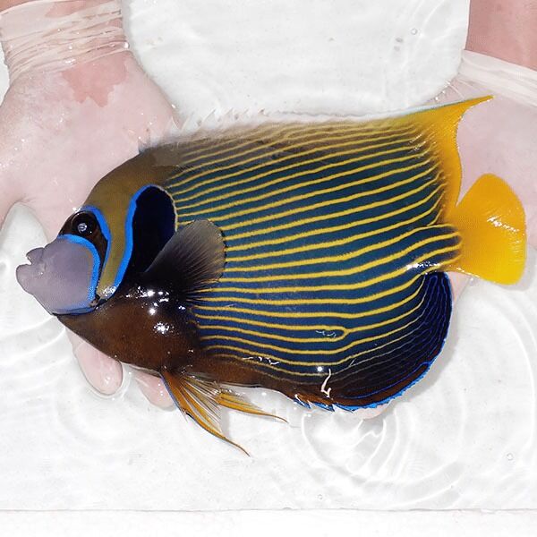 カエルアンコウの個体販売 | 海水魚通販はアクアギフト