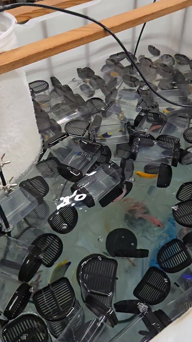 オーバーフロー水槽 90cm – コスパ最高の製品はこれだ！ | 海水魚通販