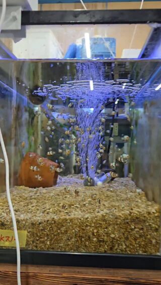 水槽LED照明選びで悩む必要なし、プロショップが開発サンゴ飼育も問題