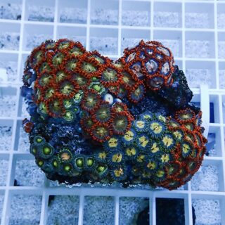ブラックチップシャーク販売情報