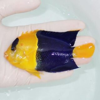サンゴ水槽LED照明ミクモルエアープロ